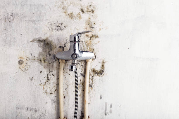 Best Water Damage Restoration  in Los Luceros, NM