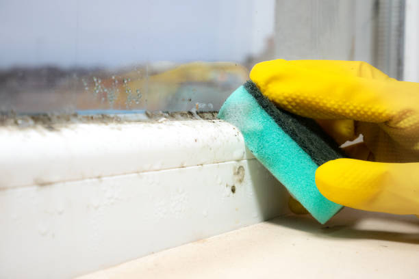 Best Mold Cleaning Services  in Los Luceros, NM