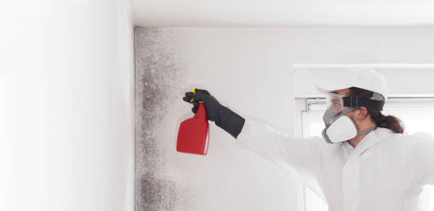 Best Home Mold Removal  in Los Luceros, NM