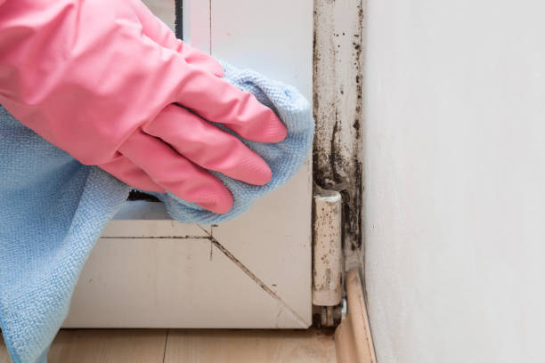 Best Attic Mold Removal  in Los Luceros, NM